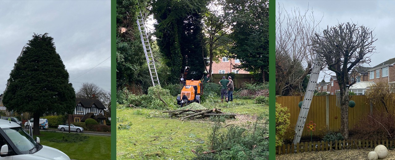 Professional Tree Care Services